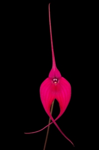 Masdevallia Machu Pichu Windflower AM/AOS 87 pts.